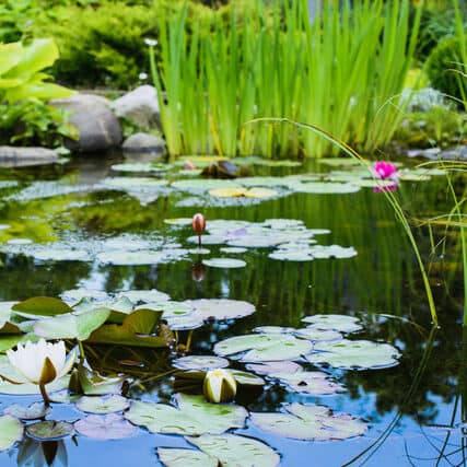 Teichanlage mit Regenwasserspeisung Dingolging-Landau
